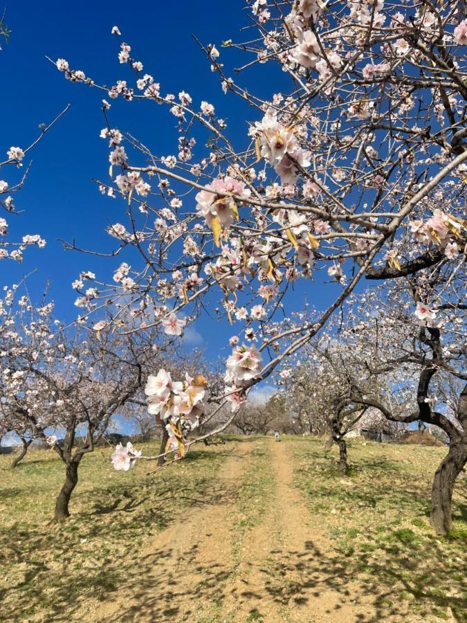 Casa Amigos Sorvilan- La Palmera Dış mekan fotoğraf